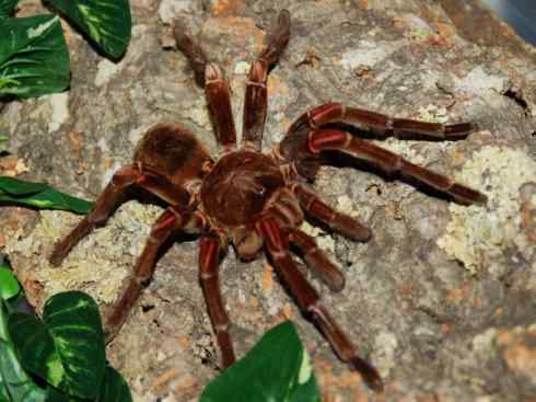 自然奇观：动物大迁徙(鲎)