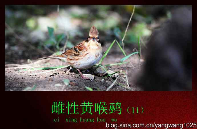 北京天坛公园的鸟类——雌性黄喉鹀（11）