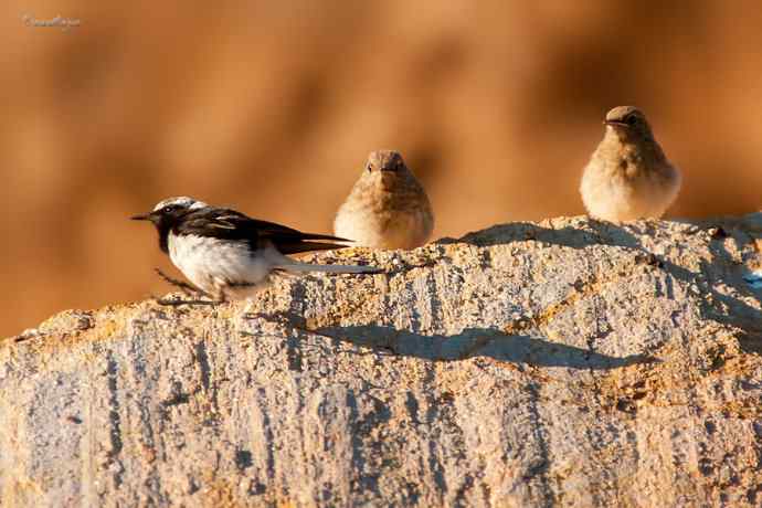 白顶鵖育雏 白顶鵖育雏