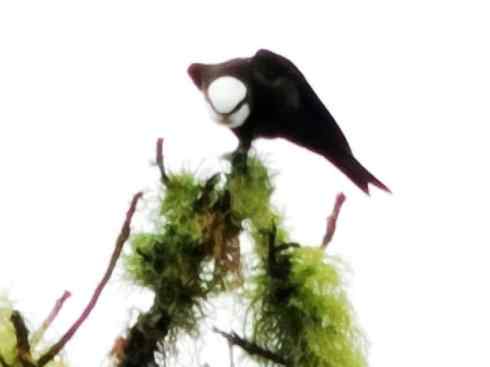 白头鸟系列：另类的美丽5（椋鸟）