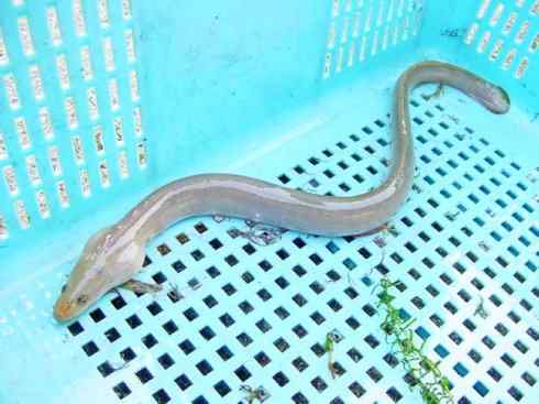 自然奇观:动物大迁徙(鳗鱼) 自然奇观:动物大迁徙(鳗鱼)