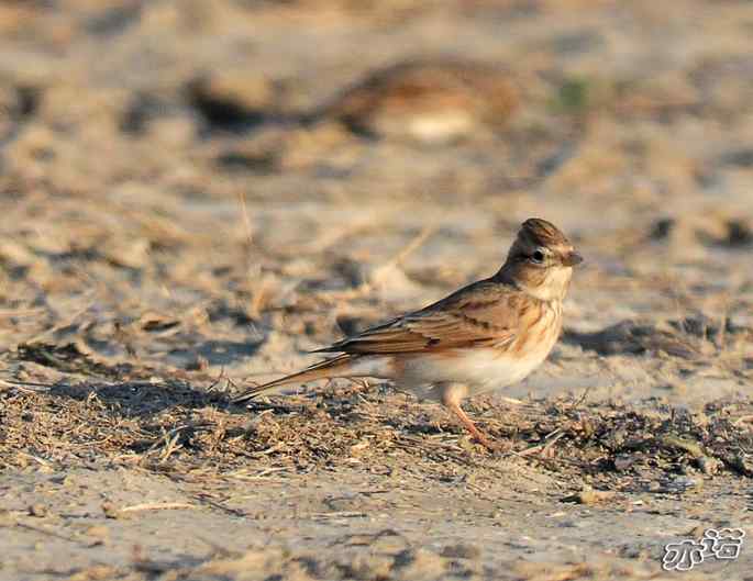 官厅水库&nbsp;wbr路&nbsp;wbr凤头百灵和短趾百灵