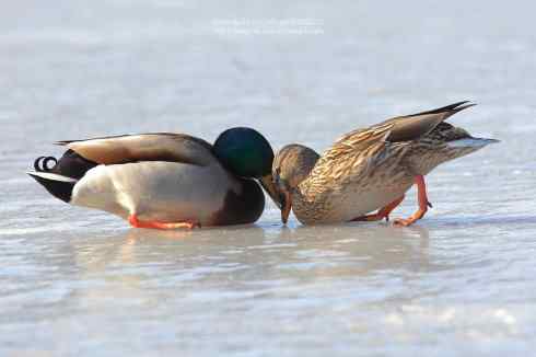 绿头鸭冰上求爱