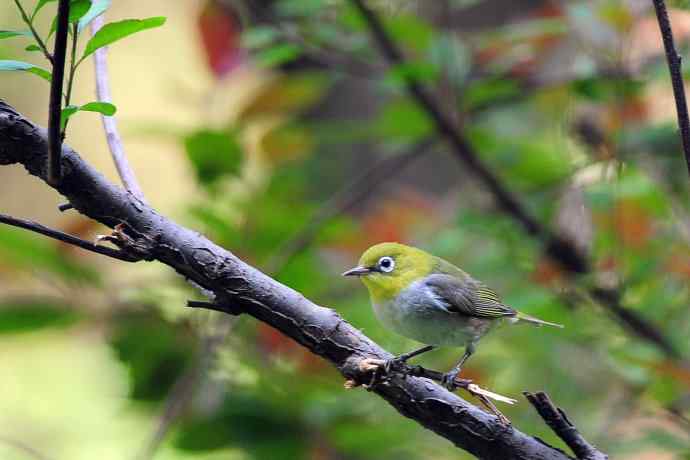 红胁绣眼鸟(8) 红胁绣眼鸟(8)