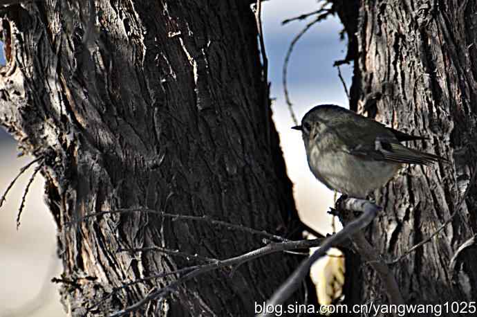 柏树丛中的戴菊 wbr2