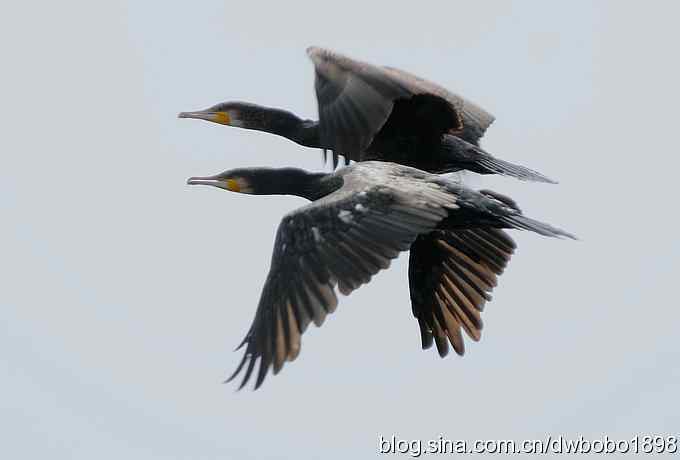 鸬鹚红腿儿和麦鸡鈥斺斈诿晒勰裥校ㄋ模