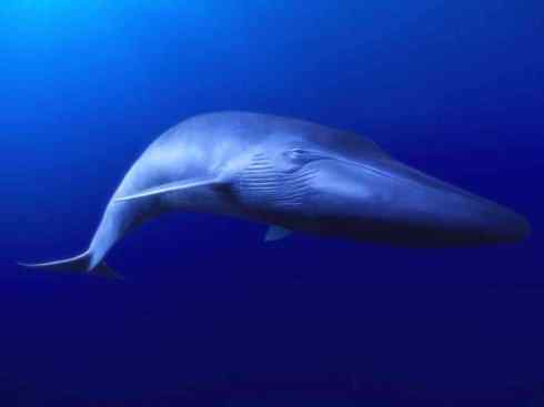 独角兽:传说的兽原型探秘(独角鲸) 独角兽:传说的兽原型探秘(独角鲸)