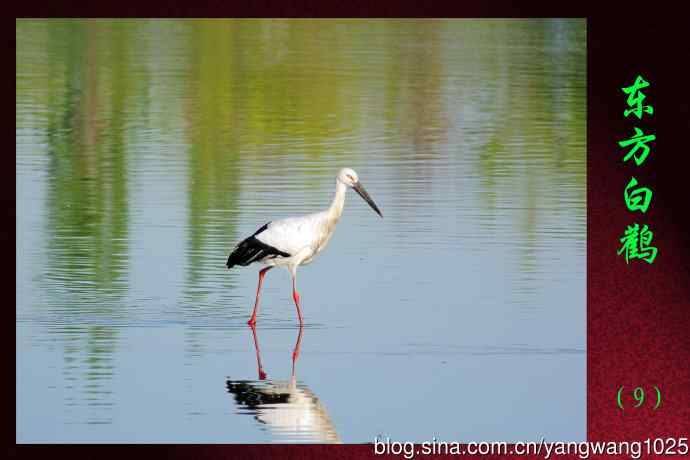 北京南海子公园的鸟类——东方白鹳（9）