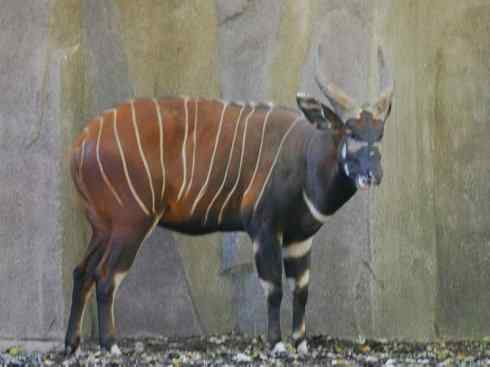 麒麟：传说的兽原型探秘（紫羚）