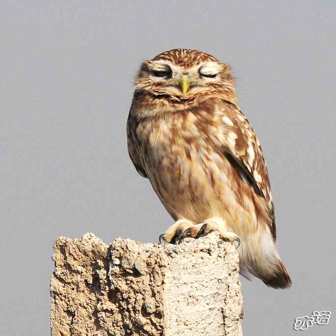 官厅水库&nbsp;wbr路&nbsp;wbr练桩的纵纹腹小鸮