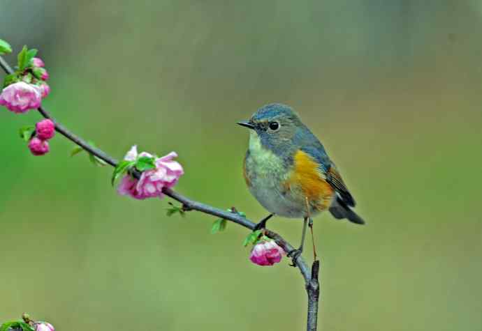 雄性红胁蓝尾鸲(7) 雄性红胁蓝尾鸲(7)