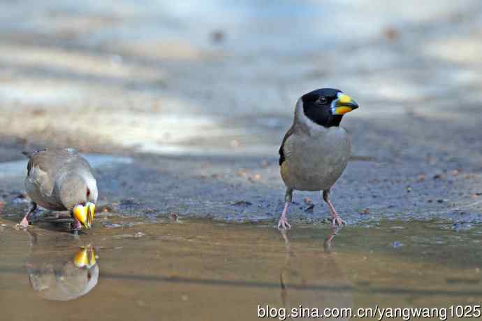 饮水的黑尾蜡嘴雀（3）