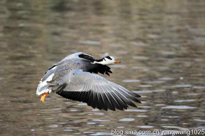 水面飞行的斑头雁