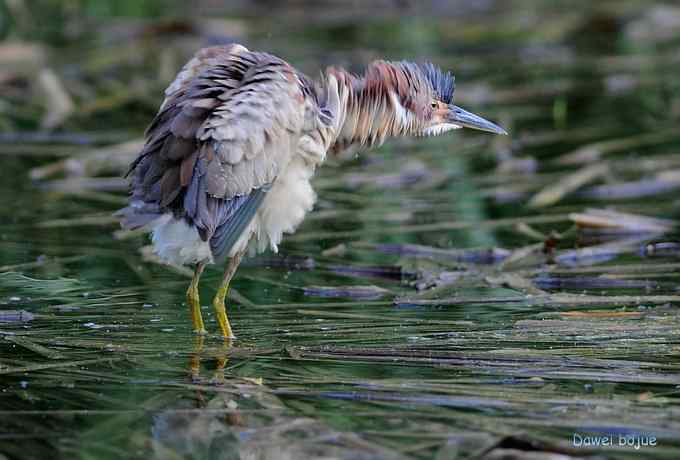 植物园:紫背.白眉和绿啄 植物园:紫背.白眉和绿啄