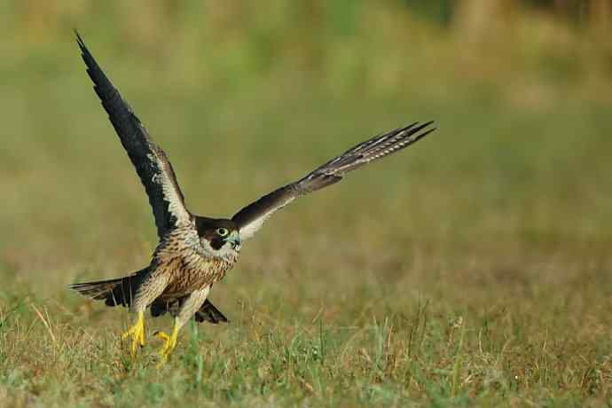 亮翅（秋阳下的游隼）