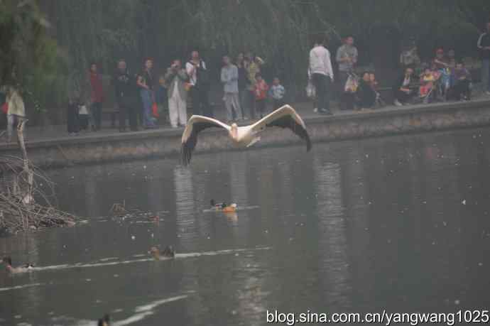 再拍鹈鹕 wbr11 再拍鹈鹕 wbr11