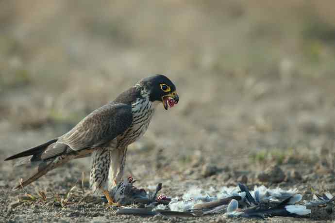 野鸭湖：游隼的早餐