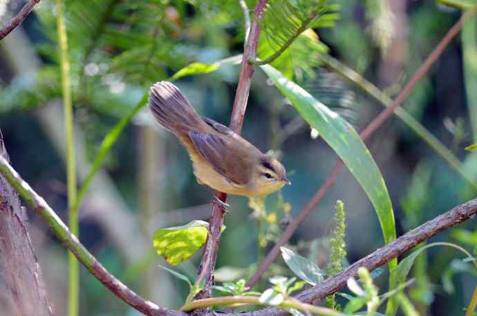 黑眉苇莺(2) 黑眉苇莺(2)