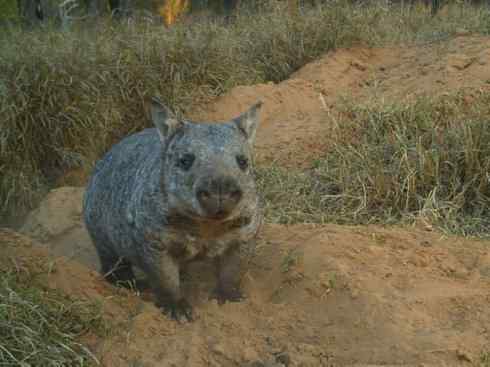 盘点十二大著名食蚁动物:袋食蚁兽 盘点十二大著名食蚁动物:袋食蚁兽