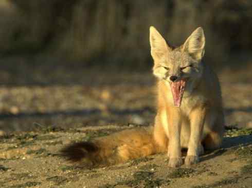 犬科：狐亚科狐属