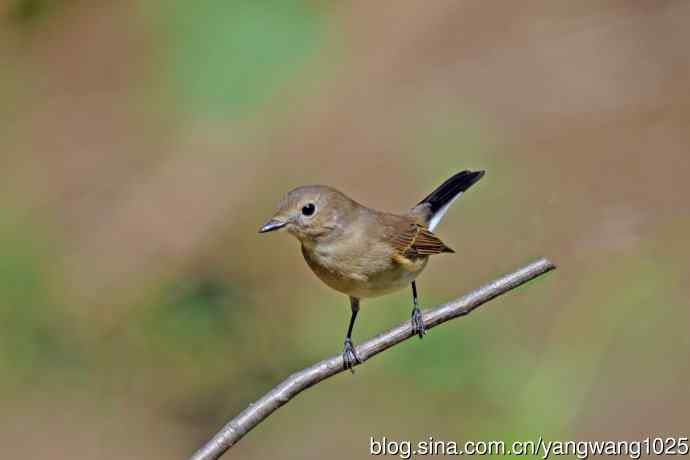 秋天的红喉姬鹟（10）