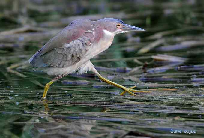 植物园:紫背.白眉和绿啄 植物园:紫背.白眉和绿啄
