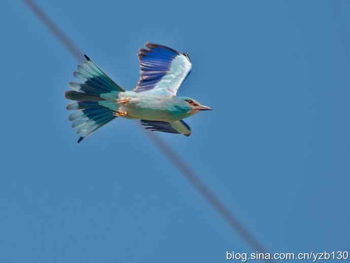 蓝胸佛法僧（组图，9张图片）