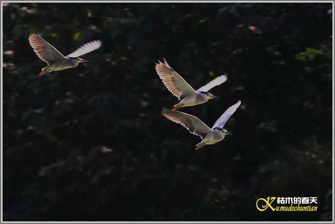 拍鸟需要一种心境【照片】