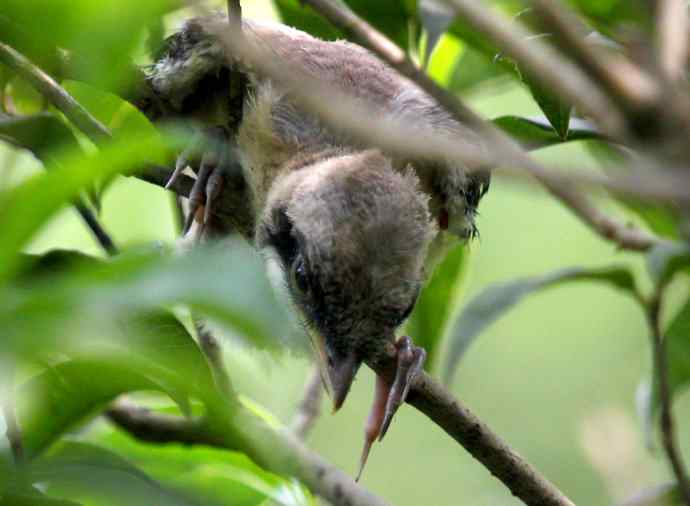 伯劳雏鸟上树危机四伏