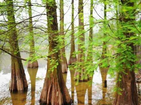 鱼类活化石:澳洲肺鱼 鱼类活化石:澳洲肺鱼