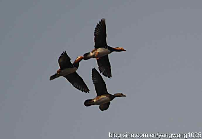 鸳鸯 wbr1 鸳鸯 wbr1