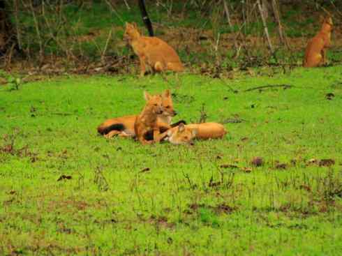 狈：传说的兽原型探秘（豺）