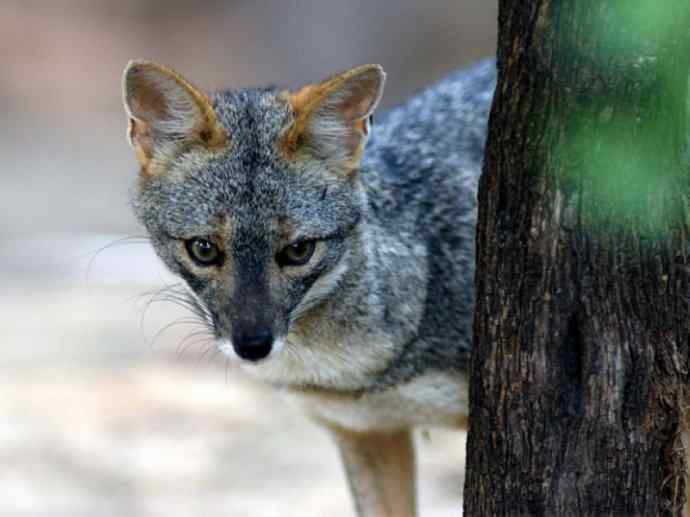 犬科：狐亚科伪狐属之高地狐、河狐、秘鲁狐