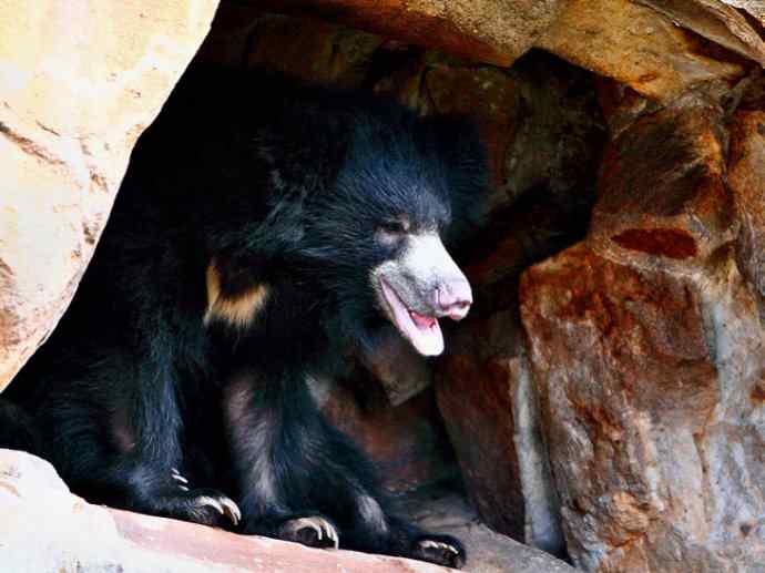 盘点十二大著名食蚁动物：懒熊