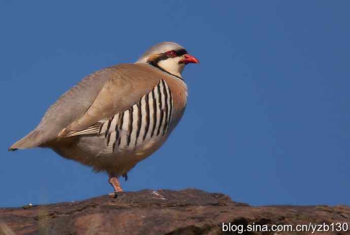 搂草打兔子（组图，15张图片）