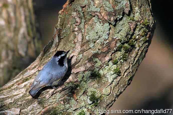 美国鸟类摄影——白胸鳾（3）