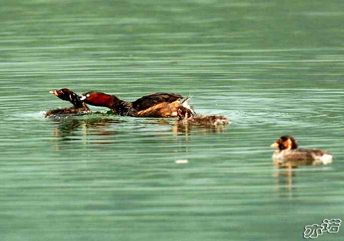 北京植物园拍鸟——小鸊鷉一家