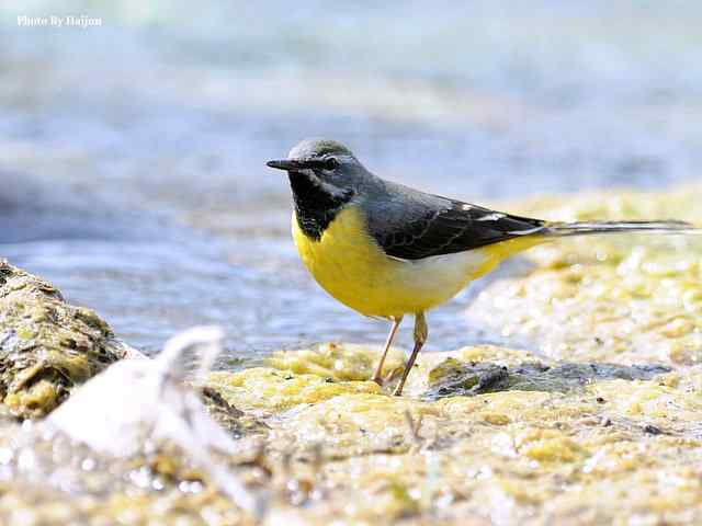 房山十渡(灰鹡鸰) 房山十渡(灰鹡鸰)