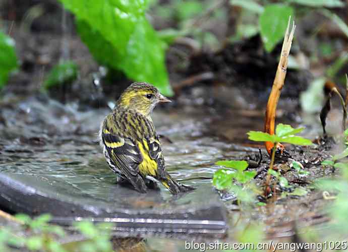 冲凉的小黄雀（2）