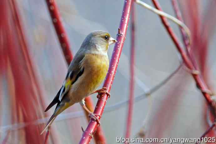 金翅雀(4) 金翅雀(4)