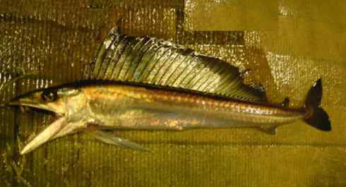 鱼类活化石：帆蜥鱼