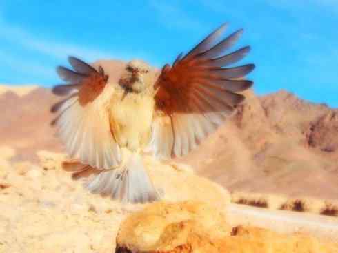 家禽驯化之源之二十八