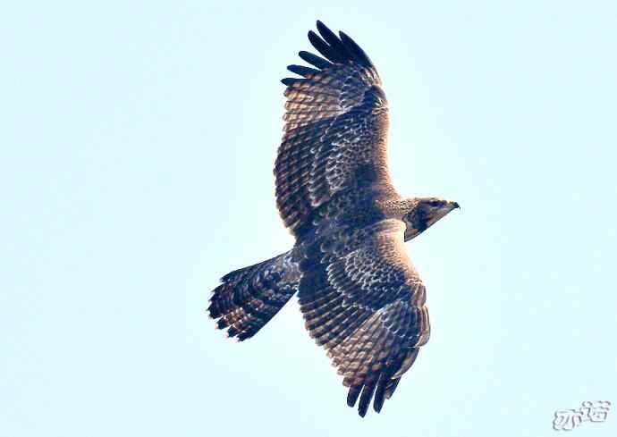 北京西山&nbsp;wbr路&nbsp;wbr黑耳鸢