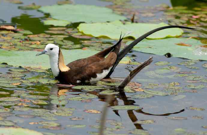 水雉：凌波一跃百媚生*