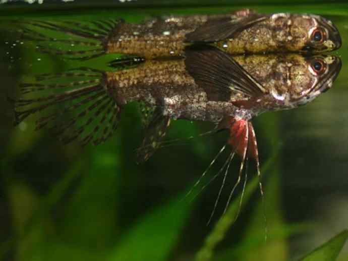 鱼类活化石:齿蝶鱼 鱼类活化石:齿蝶鱼