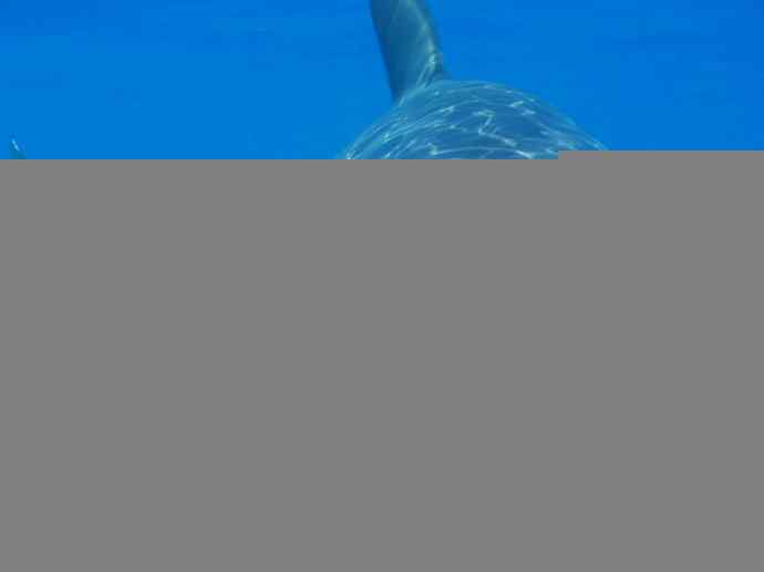 鱼类活化石：皱鳃鲨