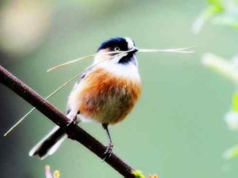 美丽无罪：雀鸟之欣赏2