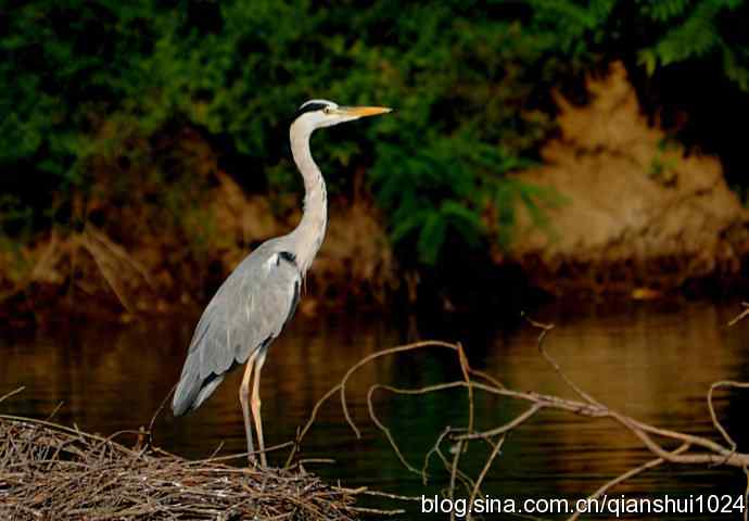 一只漂亮的苍鹭(稻香湖) 一只漂亮的苍鹭(稻香湖)