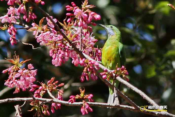 云南拍鸟的几张记录片