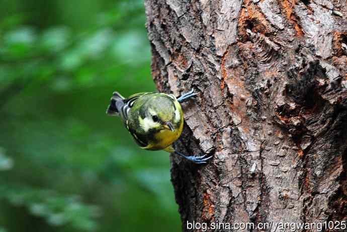 黄腹山雀（11）